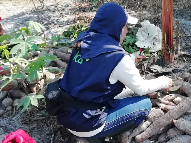 En Amazonas, el ICA trabaja por una producción de yuca sana e inocua