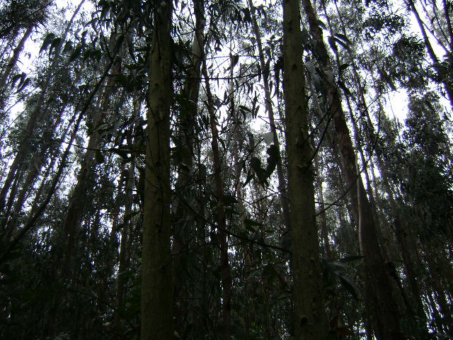 Por los bosques de Colombia