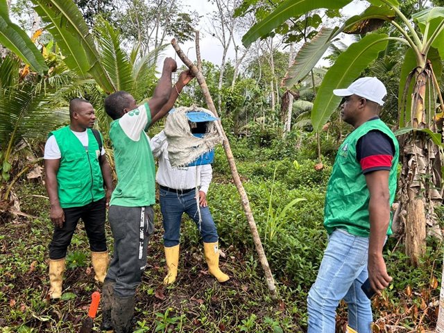 El ICA le entregó a Fedecoco más de 2.000 millones de pesos para combatir el Picudo Negro en los cultivos de coco de Nariño