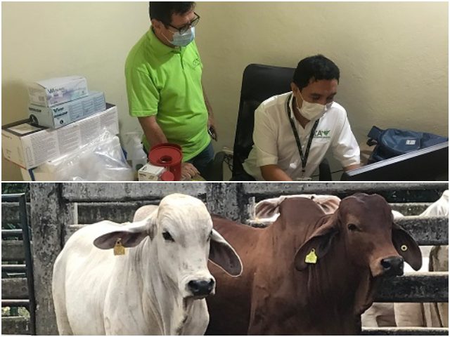 Con muestreo serológico en el Meta, el ICA trabaja por la ganadería de la región 