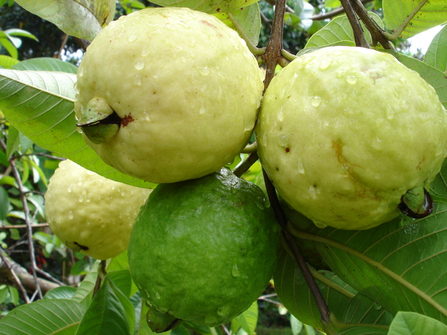 “Para combatir el picudo de la guayaba productores deben adoptar medidas fitosanitarias eficientes”: ICA