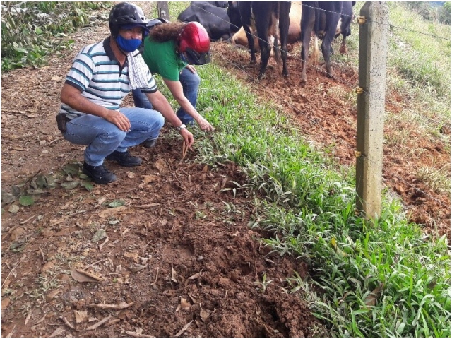 Control del ICA a la hormiga loca en Caldas. 