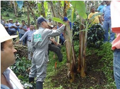 El ICA capacita a productores de Plátano de Caldas en el manejo integrado de plagas y enfermedades 