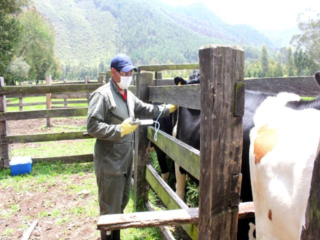 27,8 millones de bovinos han sido inmunizados contra la fiebre aftosa en el primer ciclo de vacunación