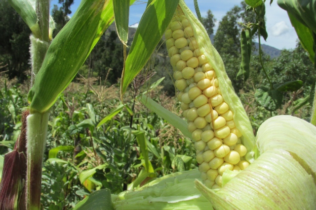 Foto-ICA-Fechas-para-venta-de-semilla-y-siembras-de-arroz-maiz-y-soya-1.jpg