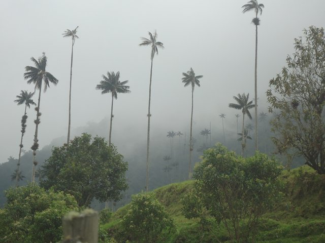 ICA estudia situación fitosanitaria de la palma de cera en el Quindío