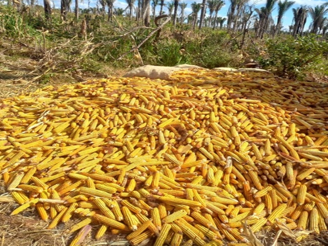 El ICA realiza vigilancia a cultivos de maíz en La Guajira 