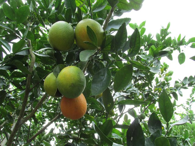 Con un embarque de 22.5 toneladas, Colombia realizó el segundo envío de cítricos dulces a Los Estados Unidos