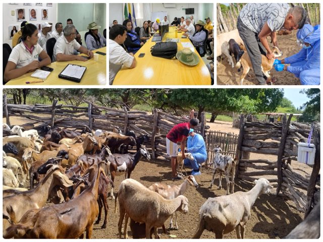 Con 20 mil dosis inició plan de vacunación de ovinos y caprinos en comunidades Wayúu de Manaure en La Guajira