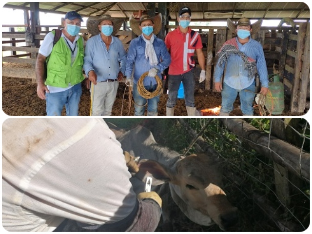 Seguimiento al ciclo de vacunación contra la fiebre aftosa y brucelosis bovina.