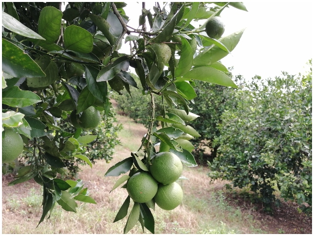 En Arauca, el ICA realizó taller con viveristas productores y distribuidores de material vegetal de cítricos 