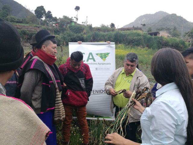 Productores agrícolas del Cauca quieren cosechar cebolla y fresa de buena calidad 