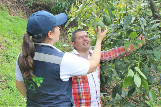 El ICA continúa trabajando con productores de aguacate Hass del Tolima en proceso de exportación hacia los Estados Unidos