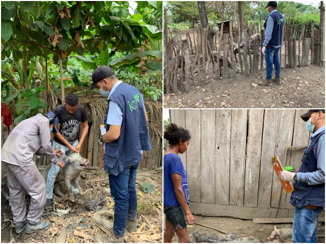 En Bolívar, el ICA mantiene la vigilancia epidemiológica para controlar la peste porcina clásica