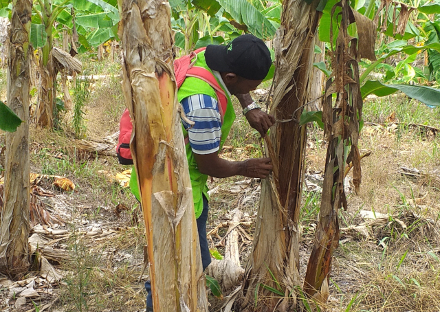 Con vigilancia fitosanitaria a cultivos de plátano, el ICA previene la presencia de plagas o enfermedades en el Chocó