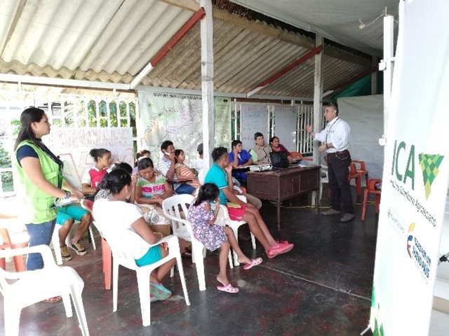 La sanidad y calidad del Copoazú son vigiladas por el ICA 