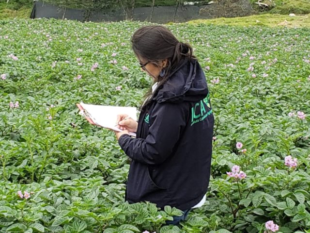 La producción de papa en Boyacá, producto priorizado por el ICA para fortalecer su calidad fitosanitaria 