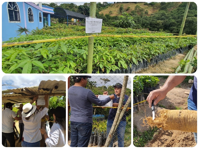 Brigada fitosanitaria a viveros productores y comercializadores de material vegetal en Santander