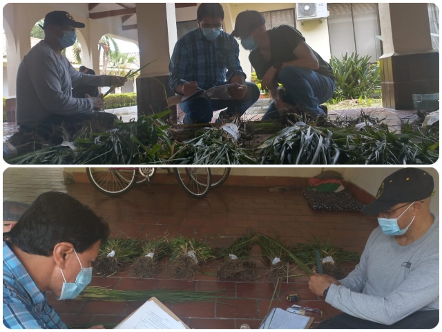 Evalúan y seleccionan variedad de pasto en el Valle del Cauca