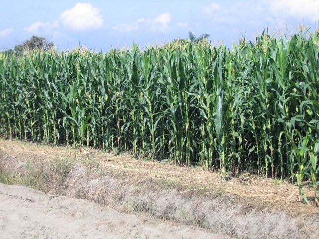 El ICA y Fenalce se reúnen para acordar acciones en beneficio de  los cultivadores de maíz 