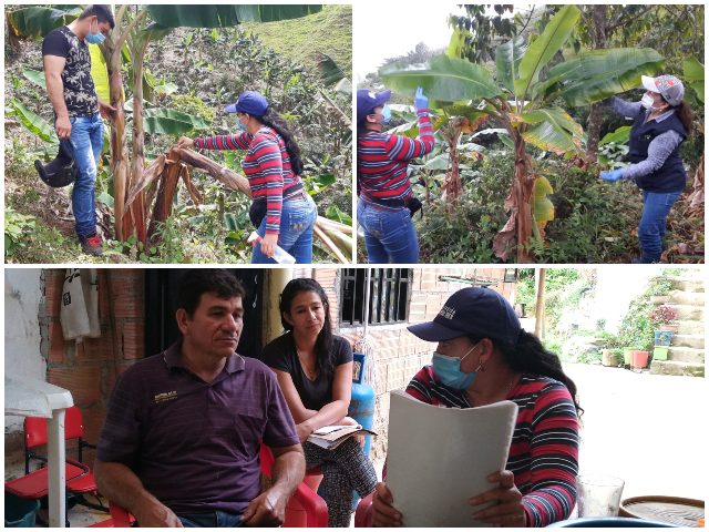 Vigilancia y control en cultivos de plátano y banano.