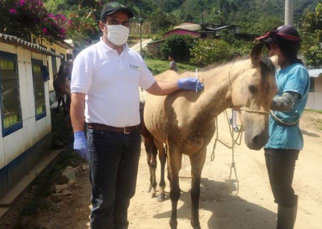 El ICA vacunó a 256 équidos del municipio de Nátaga, Huila