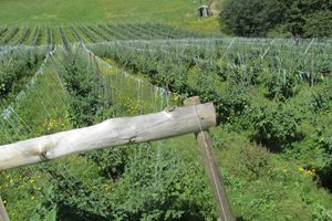 Semillas-y-material-vegetal-1.JPG