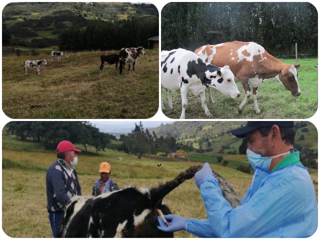 Con muestreos y prevención fortalecemos el estatus sanitario de Boyacá