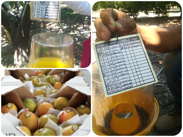 Mangos de predios POT 