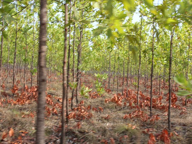 El ICA socializa normatividad del Programa Fitosanitario Forestal en el Atlántico