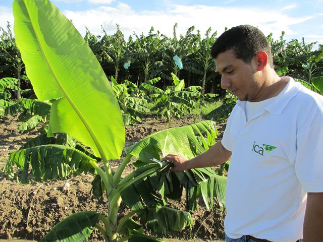 El ICA y Asohofrucol firman convenio que beneficia a productores de plátano de Urabá 