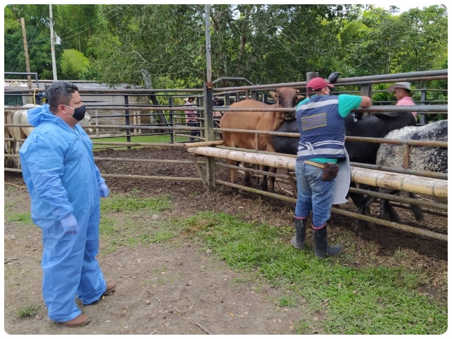 El ICA supervisa predios vacunados durante el II ciclo de vacunación en el Quindío