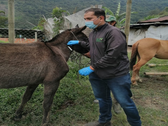 La vacunación: principal estrategia para evitar la Encefalitis Equina Venezolana