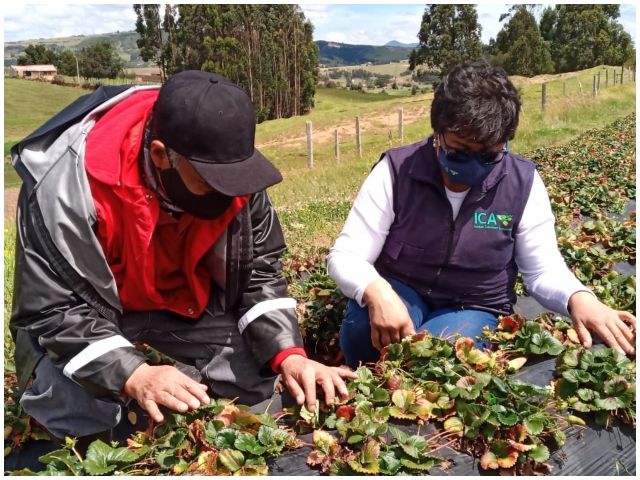 Funcionarios ICA en cultivos de fresa.