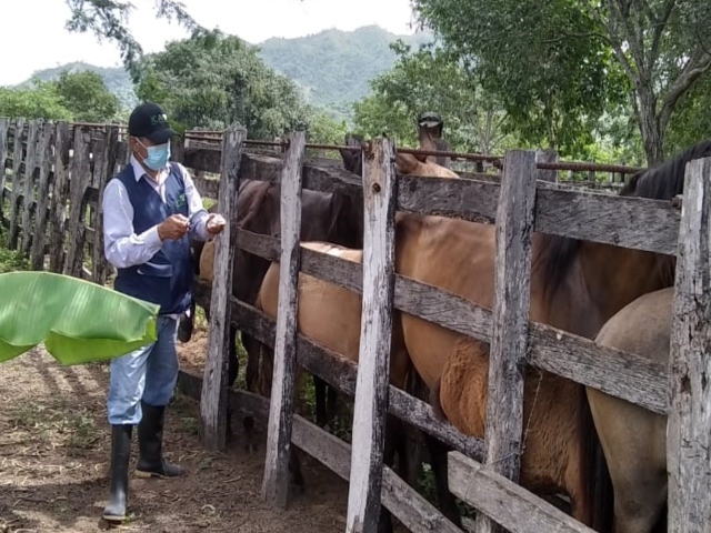 En La Guajira, el ICA vacuna masivamente contra la Encefalitis Equina Venezolana 