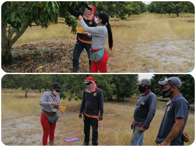 Capacitación con productores frutales del Guamo 
