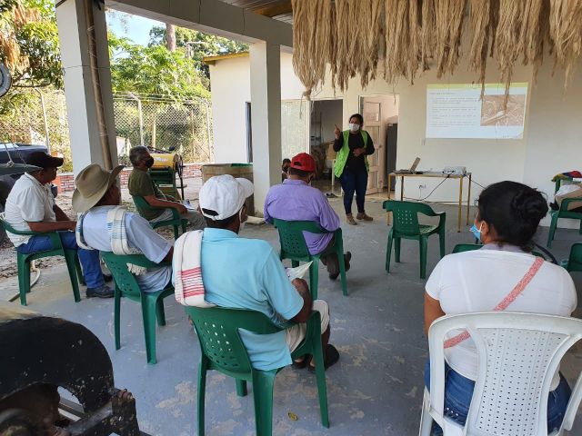 Protección y vigilancia a los cultivos de plátano y banano de Casanare. 