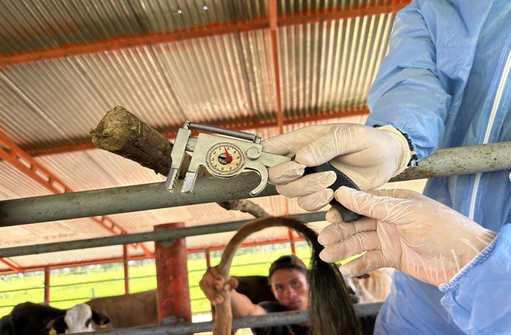 ARAUCA.jpg