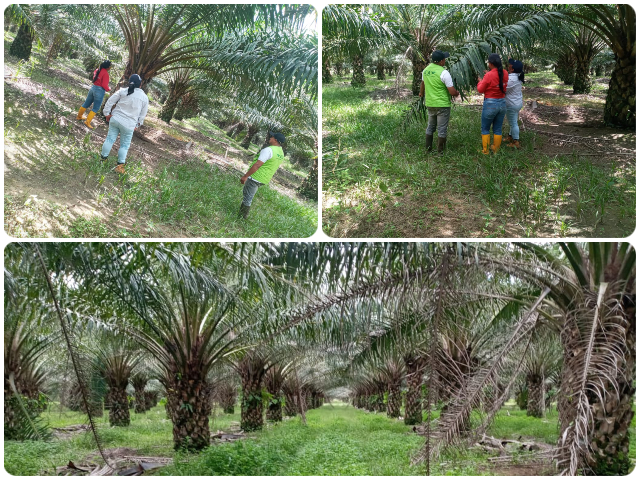 Plantaciones de palma de Vichada son inspeccionadas y vigiladas por el ICA 
