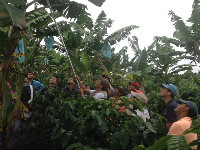 ICA realizó taller de identificación, manejo de plagas y enfermedades de plátano y banano en el Valle