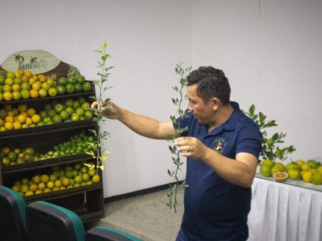 Prevención del HLB de los cítricos en Caquetá