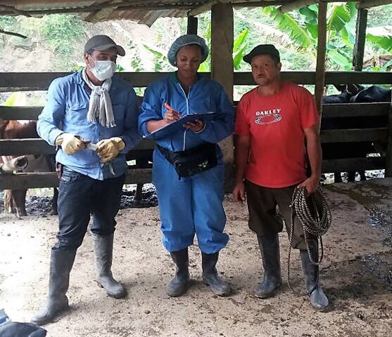El ICA hace vigilancia activa en el Chocó, departamento que se mantiene libre de fiebre aftosa 