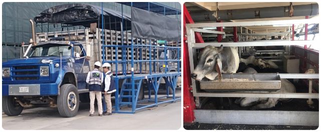 FOTO-4-COLLAGE-ICA-INSPECCION-ANIMALES-PUERTO.jpg