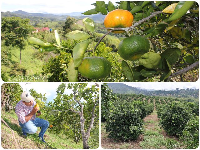 Sureste de Antióquia área libre HLB cítricos 