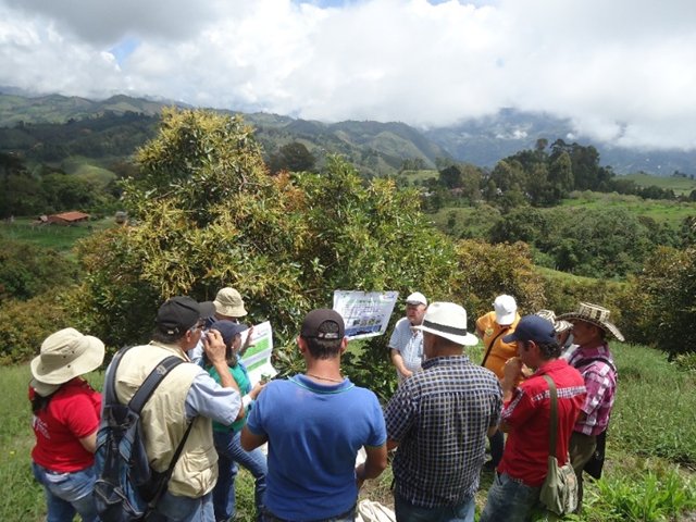 ICA capacita a los cultivadores de aguacate hass de Antioquia para el ingreso de la fruta a mercados internacionales 