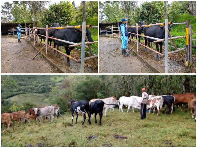 Detección temprana de enfermedades, clave para mantener la sanidad pecuaria de Nariño