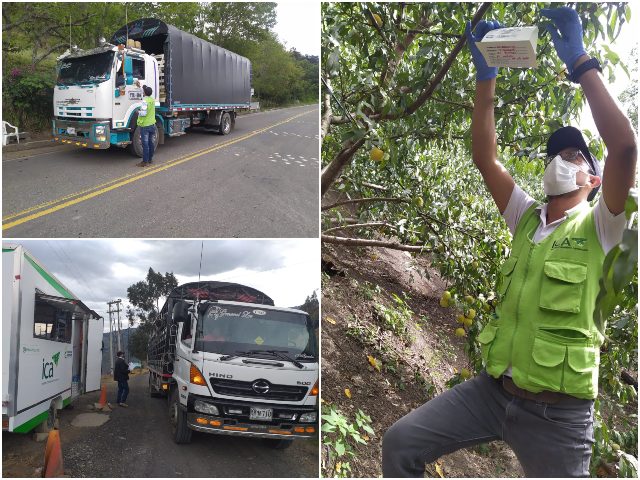 En Boyacá, el ICA trabaja para fortalecer la vocación agrícola del departamento  