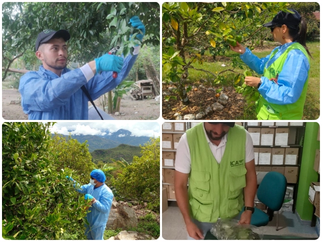 Medidas fitosanitarias en Boyacá para prevenir enfermedades de control oficial  