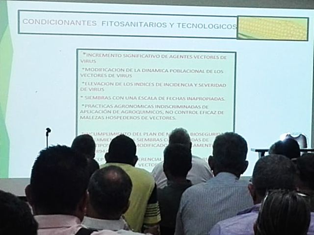 El ICA define fechas para la siembra de maíz en el Tolima
