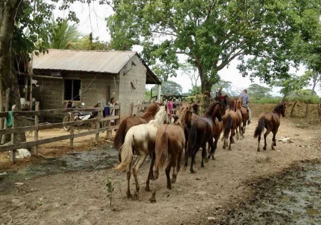 En el municipio de Hatillo de Loba, Bolívar, el ICA realiza jornada de vacunación contra la encefalitis equina venezolana
